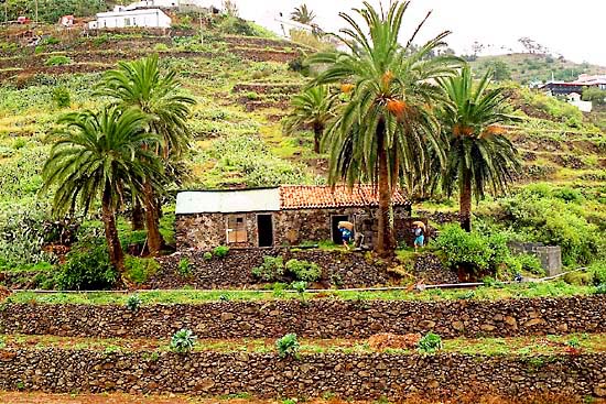 A hillside farm on the island of Gomera, in the Canaries archipelago. —photo by David Henry, 1997