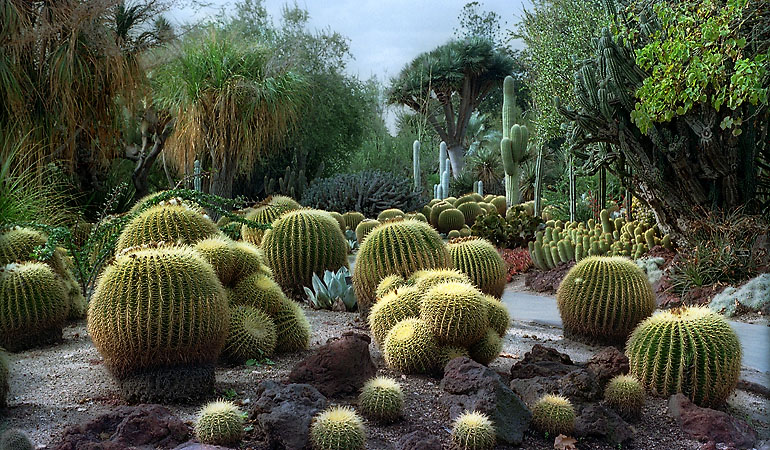 Un champ de cactus aux Huntington Botanical Gardens, San Marino.