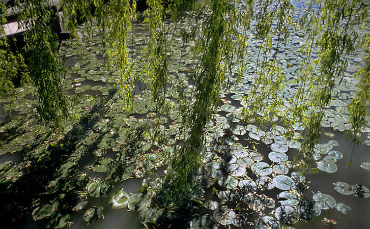 Le Jardin du Dr Sun Yat-Sen, Vancouver, Canada, by David Henry, 1998.
