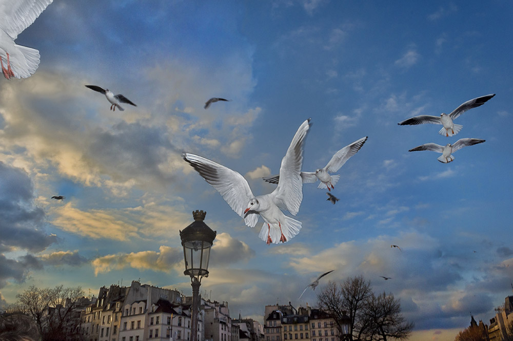 Seagulls swooping down for bits of bread and brioche held out for them next to cathédrale Notre-Dame.