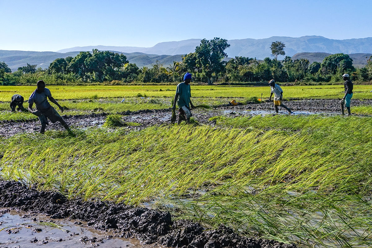 Plantation de riz à Savien, une image qui montre à quel point la mondialisation a affecté une zone autrefois nourrissante et désormais conquise par des gangs.